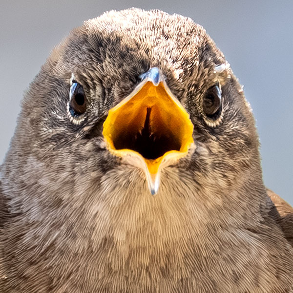 Birds