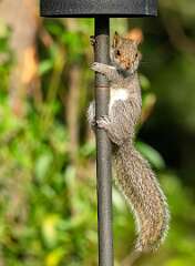 185: BillKirms_2026-228