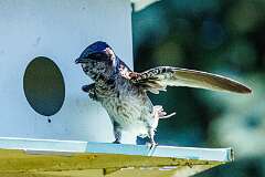 275: MarkShelly_2026-107
