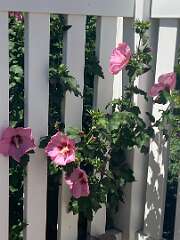 33: BerniceBaline_2026-50
