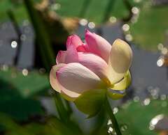 98: WendyTao_2026-144