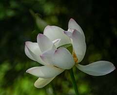 97: WendyTao_2026-145