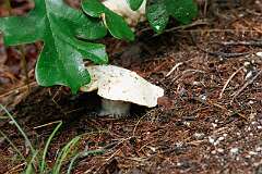 19: markShelly-DoubleTrouble-12