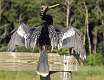 1: Anhinga-1
