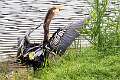 2: Anhinga-2