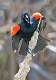 3: Blackbird - Red-winged-1