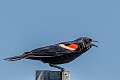 4: Blackbird- Red-winged -8370