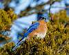 5: Bluebird - Eastern M1