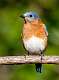 6: Bluebird - Eastern-1