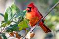 8: Cardinal - Northern-1