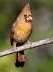 9: Cardinal - Northern-2