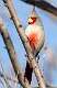 10: Cardinal - Pyrrhuloxia-1