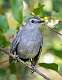 12: Catbird - Gray-1