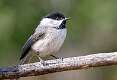 13: Chickadee - Carolina-1