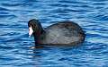 14: Coot - American 9797