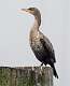 16: Cormorant - Double-crested-1
