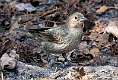 17: Cowbird - Brown-headed-1