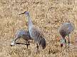 18: Crane - Sandhill 2181