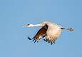19: Crane - Sandhill-1