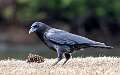 20: Crow - American-1
