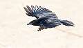 21: Crow - Fish-2