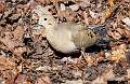 23: Dove - Mourning-1