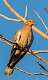 24: Dove - White-winged 2015