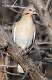 25: Dove - White-winged-1