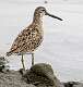 27: Dowitcher – Long-billed-1