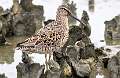 28: Dowitcher – Short-billed-1