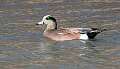 29: Duck - American Widgeon-1