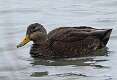 30: Duck - Black 9982