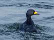 31: Duck - Black Scoter 9988