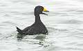 32: Duck - Black Scoter-1