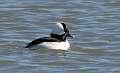 33: Duck - Bufflehead-1