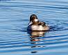 34: Duck - Bufflehead