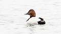 35: Duck - Canvasback-1