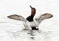36: Duck - Canvasback-2