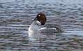 37: Duck - Common Goldeneye 9892