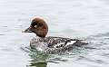 38: Duck - Common Goldeneye-1
