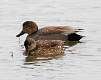 39: Duck - Gadwall 2250