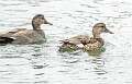 40: Duck - Gadwall-1