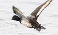 41: Duck - Greater Scaup-1