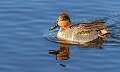 42: Duck - Green-winged Teal-1