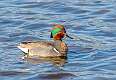 43: Duck - Green-winged Teal-2