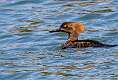 44: Duck - Hooded Merganser 4349