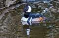 45: Duck - Hooded Merganser-1