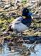 46: Duck - Lesser Scaup-1