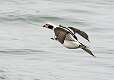 47: Duck - Long-tailed-1
