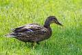 48: Duck - Mallard -8052